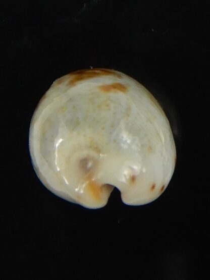 Purpuradusta gracilis hilda 16.91 mm Gem-66566