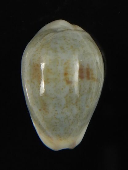 Purpuradusta gracilis hilda 17.11 mm Gem-66575