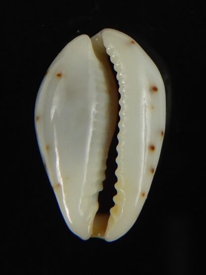 Purpuradusta gracilis hilda 17.11 mm Gem-66578