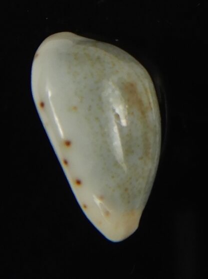 Purpuradusta gracilis hilda 17.11 mm Gem-66579