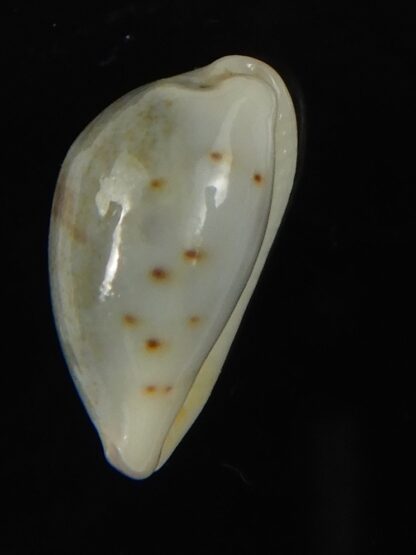 Purpuradusta gracilis hilda 17.11 mm Gem-66577
