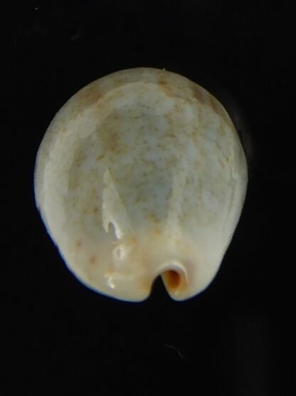 Purpuradusta gracilis hilda 17.11 mm Gem-66580