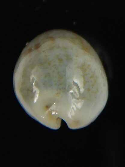 Purpuradusta gracilis hilda 17.11 mm Gem-66581