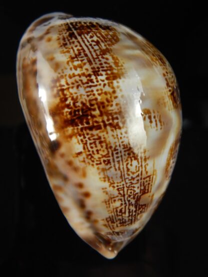 Leporicypraea mappa curvati 72.04 mm Gem-66548