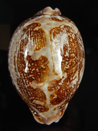 Leporicypraea mappa curvati 68.13 mm Gem-66540