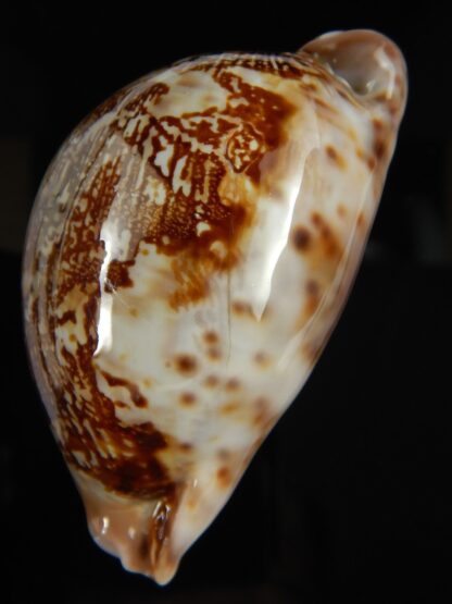 Leporicypraea mappa curvati 68.13 mm Gem-66544