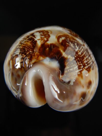 Leporicypraea mappa curvati 68.13 mm Gem-66543