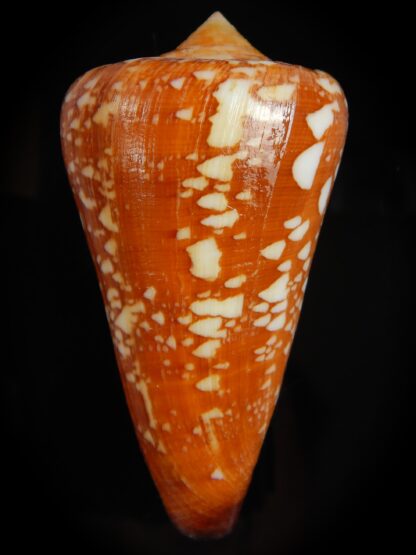 Darioconus crocatus pseudomagister 70.86 mm Gem (-) -66688
