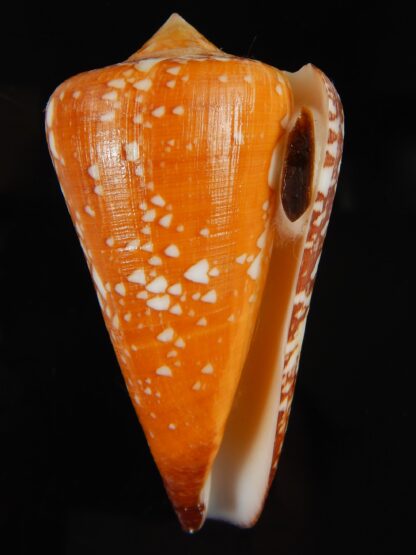 Darioconus crocatus pseudomagister 70.86 mm Gem (-) -66687