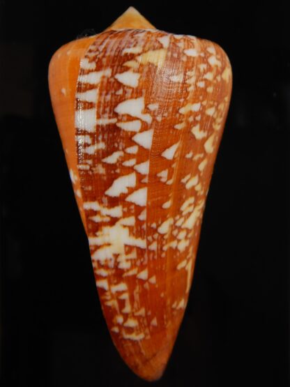 Darioconus crocatus pseudomagister 70.86 mm Gem (-) -66690