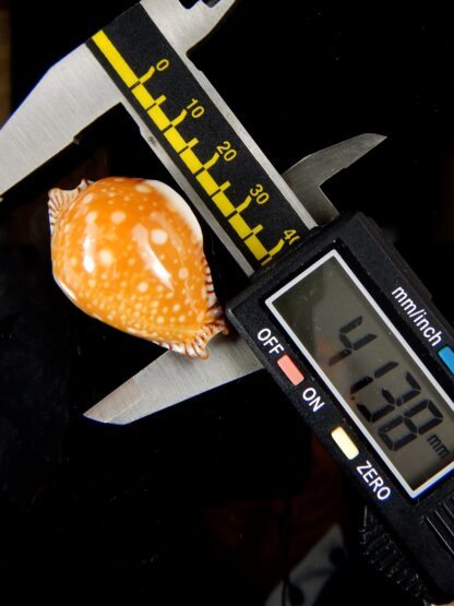 Perisserosa guttata bicallosa ... Super dwarf.... 41.38 mm Gem -66659