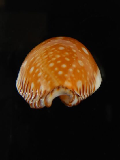 Perisserosa guttata bicallosa ... Super dwarf.... 41.38 mm Gem -66663