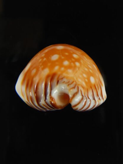 Perisserosa guttata bicallosa ... Super dwarf.... 41.38 mm Gem -66665