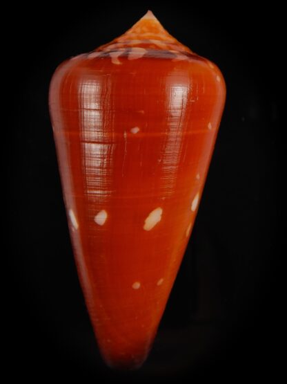 Darioconus crocatus crocatus 67.88 mm Gem -66708