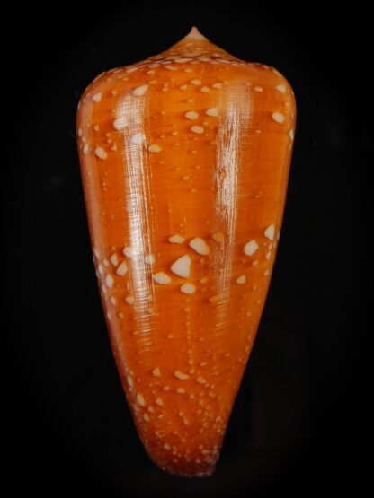 Darioconus crocatus crocatus 55.29 mm Gem-66700