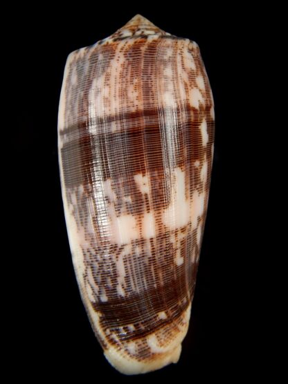 Pionoconus striatus striatus 93.04 mm Gem-66876