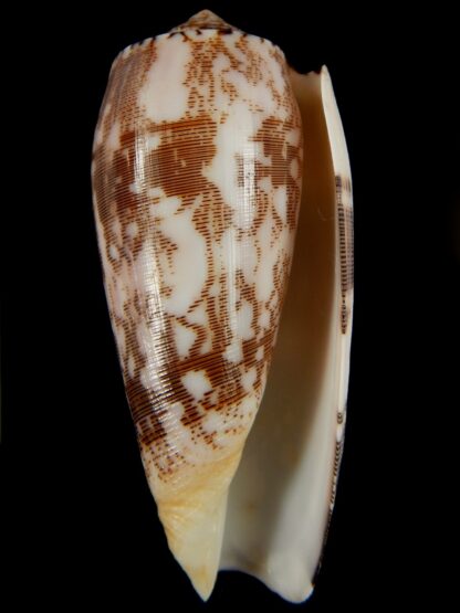 Pionoconus striatus striatus 93.04 mm Gem-66877
