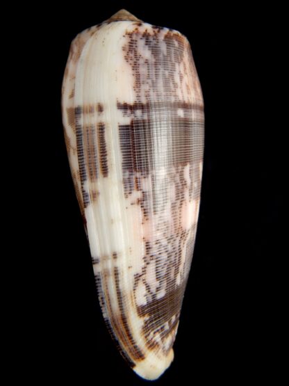 Pionoconus striatus striatus 93.04 mm Gem-66879