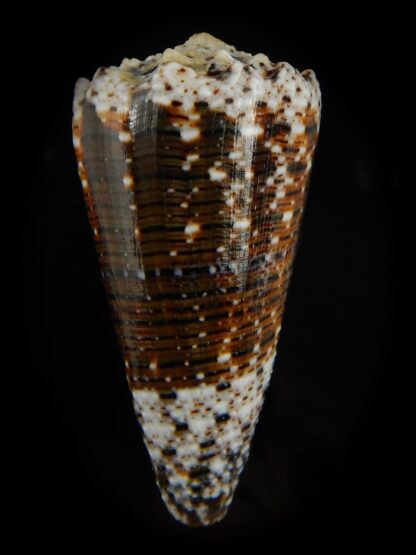 Stephanoconus imperialis imperialis ...SP pattern ,,, 73.62 mm Gem-66881