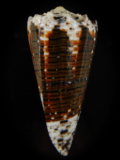 Stephanoconus imperialis imperialis ...SP pattern ,,, 73.62 mm Gem-66883