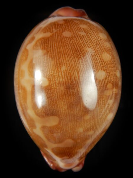 Leporicypraea mappa panerythra 76.88 mm Gem-66787