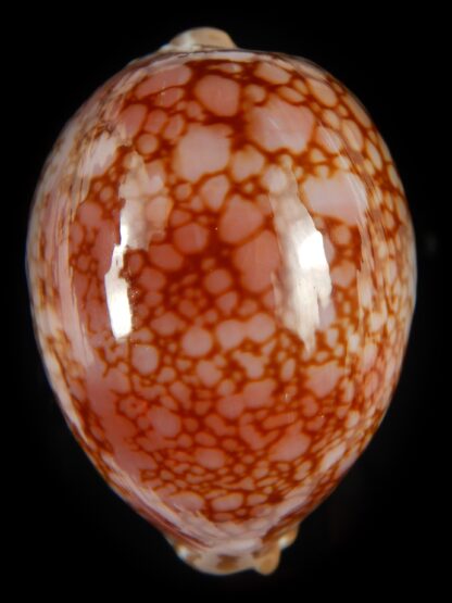 Callistocypraea broderipii ..Chocolat... 72.63 mm Gem -66747