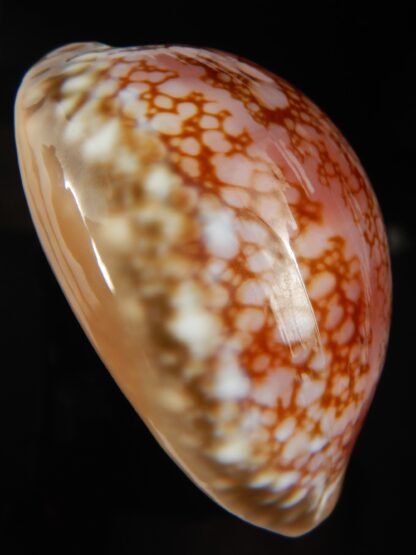 Callistocypraea broderipii ..Chocolat... 72.63 mm Gem -66746