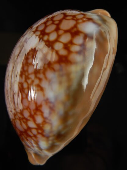 Callistocypraea broderipii ..Chocolat... 72.63 mm Gem -66742