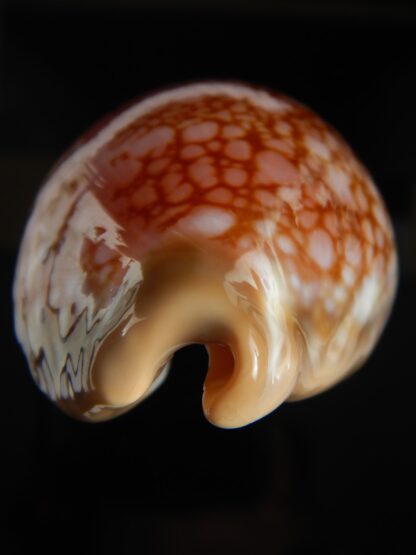 Callistocypraea broderipii ..Chocolat... 72.63 mm Gem -66745