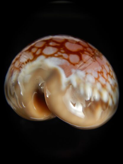 Callistocypraea broderipii ..Chocolat... 72.63 mm Gem -66748