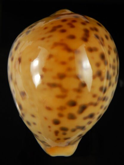 Cypraea tigris pardalis incana 85.88 mm Gem (-)-66978