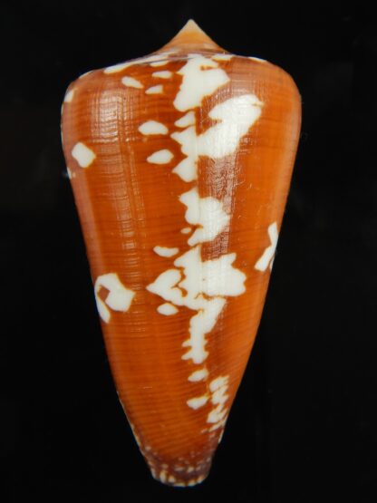 Darioconus crocatus thailandis 62.58 mm Gem-67029