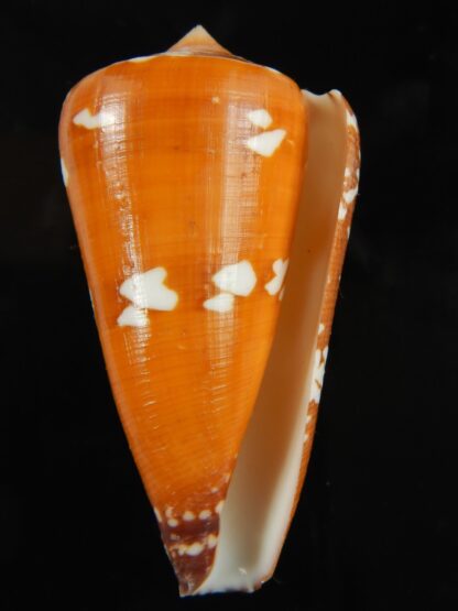 Darioconus crocatus thailandis 62.58 mm Gem-67028