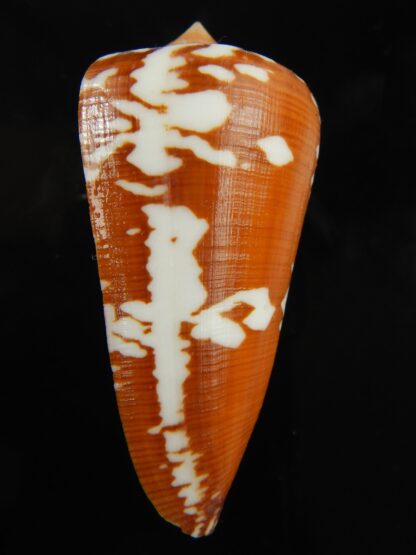 Darioconus crocatus thailandis 62.58 mm Gem-67027