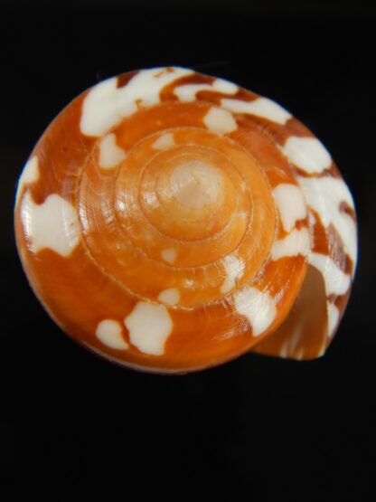 Darioconus crocatus thailandis 62.58 mm Gem-67026