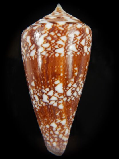 Leptoconus amadis 85.06 mm F+++/Gem-67055