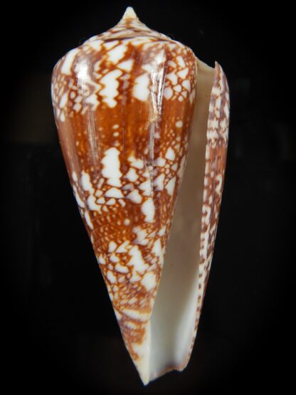 Leptoconus amadis 85.06 mm F+++/Gem-67056