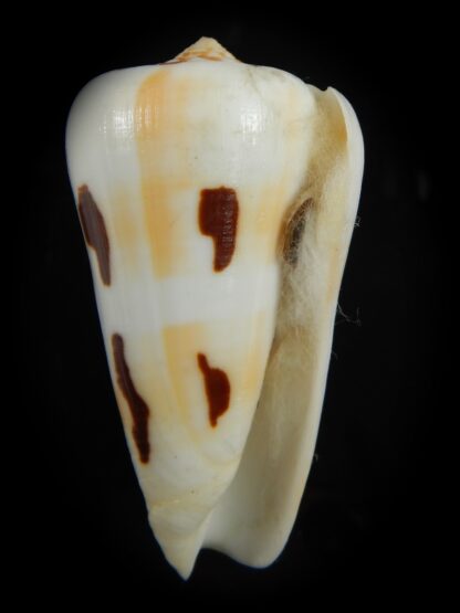 Pionoconus gubernator leelmani 74.39 mm F+++/Gem-67077