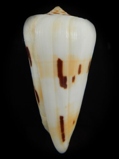 Pionoconus gubernator leelmani 74.39 mm F+++/Gem-67078