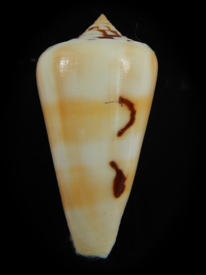 Pionoconus gubernator leelmani 57.69 mm Gem-67065