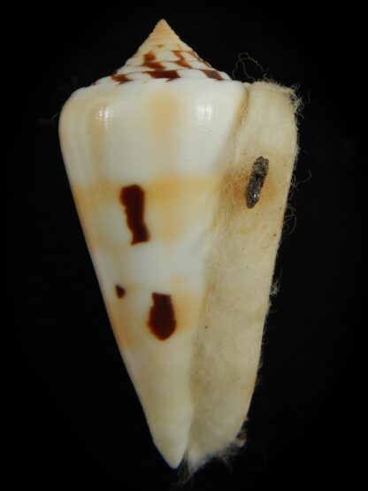 Pionoconus gubernator leelmani 57.69 mm Gem-67067