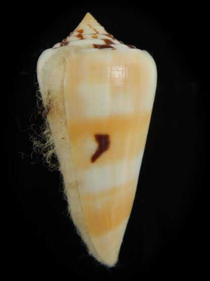 Pionoconus gubernator leelmani 57.69 mm Gem-67068