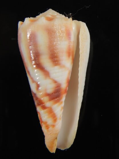 Phasmoconus merleti 50.35 mm Gem-67037