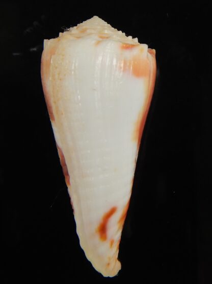 Phasmoconus merleti 50.35 mm Gem-67038