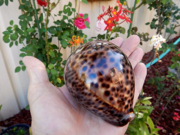 Cypraea tigris tigris ..Big size.. 110.50 mm Gem -0