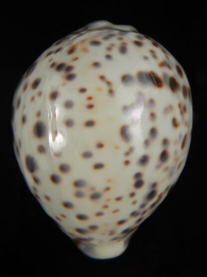 Cypraea tigris pardalis.. White.... 74.20 mm Gem-67101