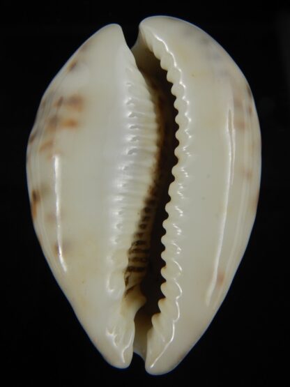 Cypraea tigris pardalis.. White.... 74.20 mm Gem-67100