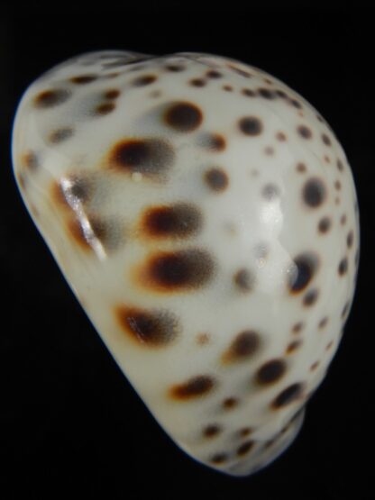 Cypraea tigris pardalis.. White.... 74.20 mm Gem-67102