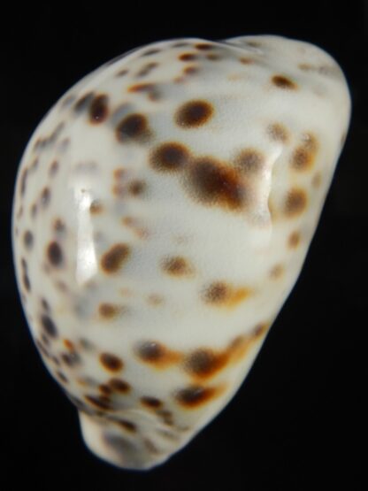 Cypraea tigris pardalis.. White.... 74.20 mm Gem-67103