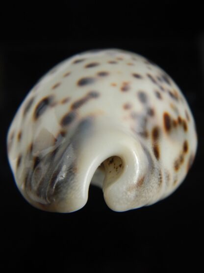 Cypraea tigris pardalis.. White.... 74.20 mm Gem-67099